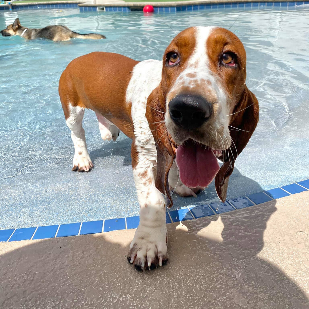 basset hound