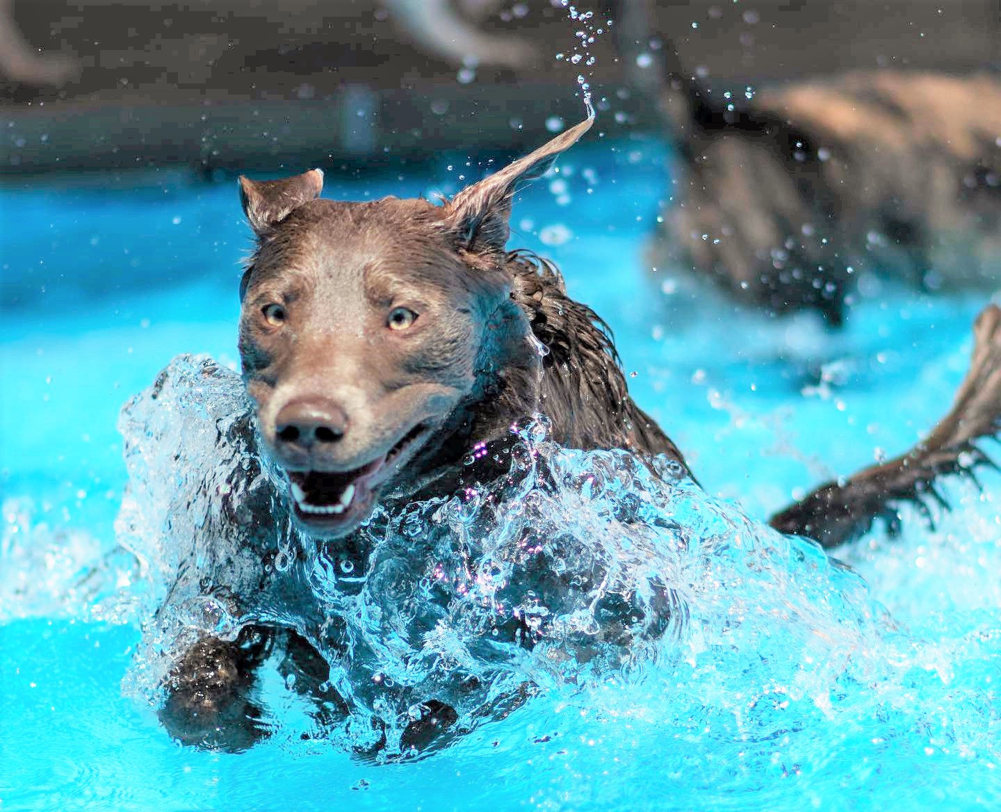 dog jumping into pool 