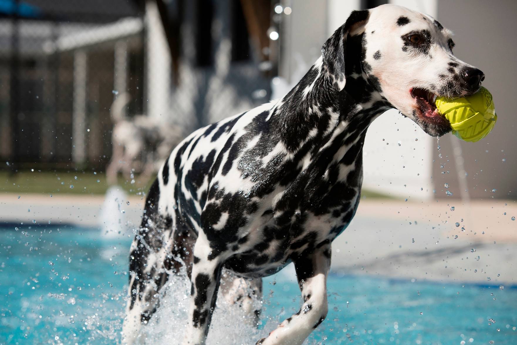 dalmation playing in pool