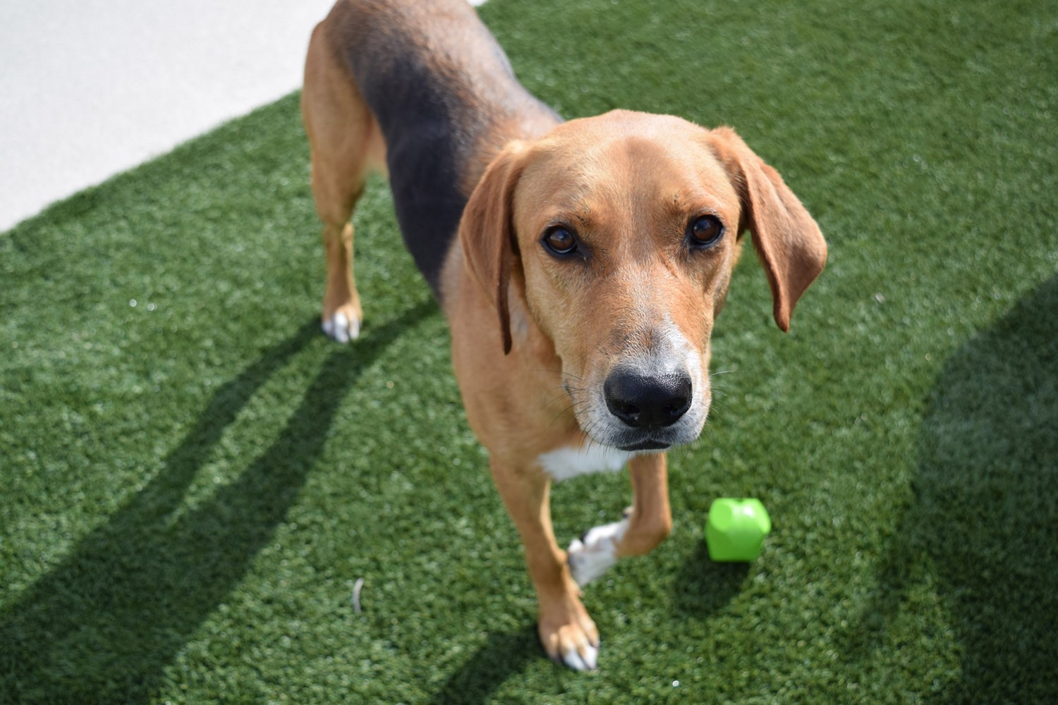 Pet Boarding Pet Paradise