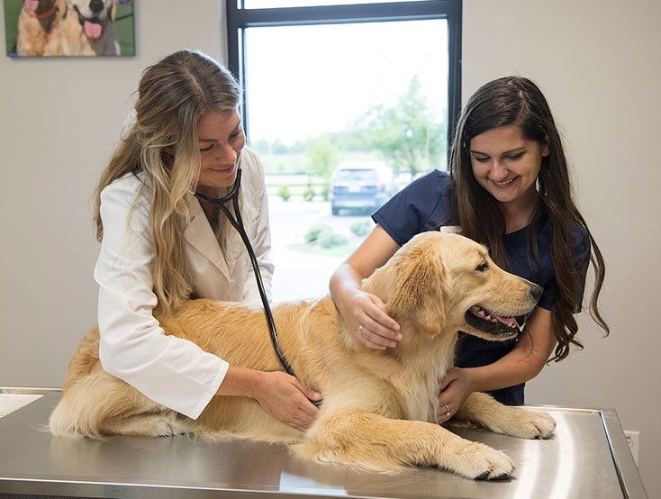 Cary Pet Boarding Pet Paradise