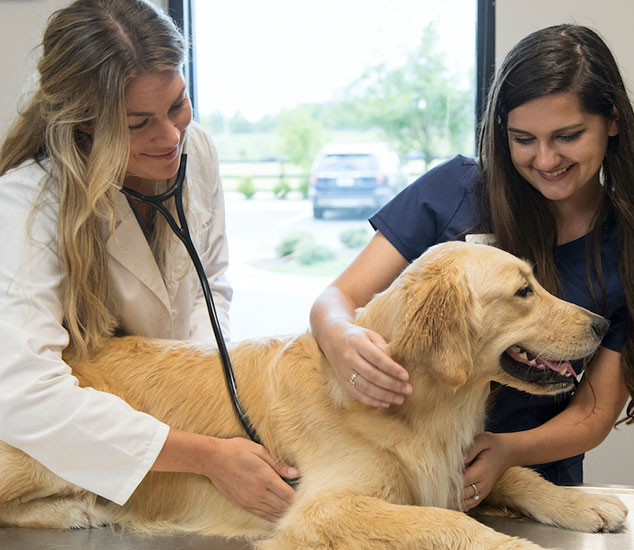 Ft. Myers Pet Boarding and Day Camp Pet Paradise
