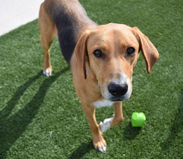 Ft. Myers Pet Boarding and Day Camp Pet Paradise