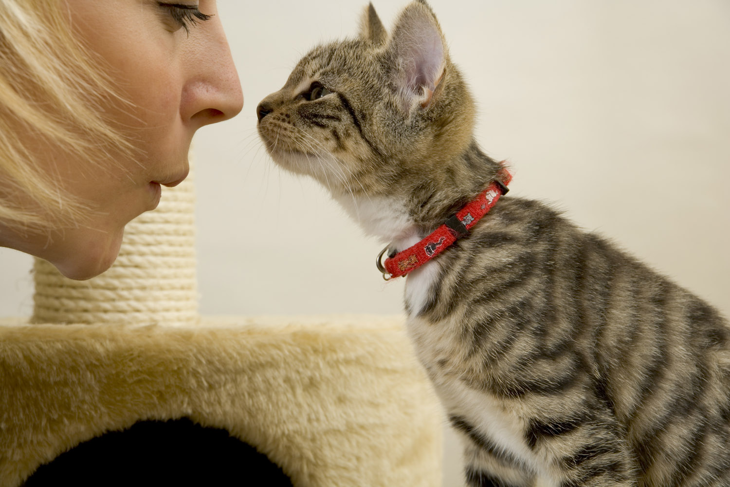 Worker playing with a kitten at Pet Paradise