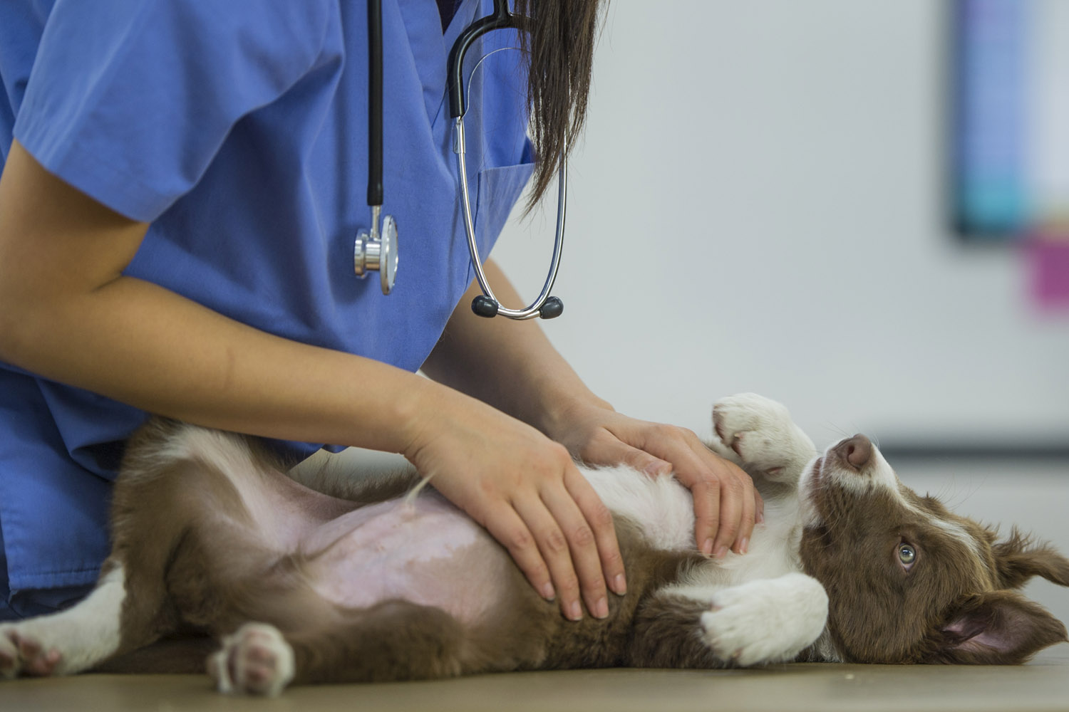 Dog being checked by a veterinarian