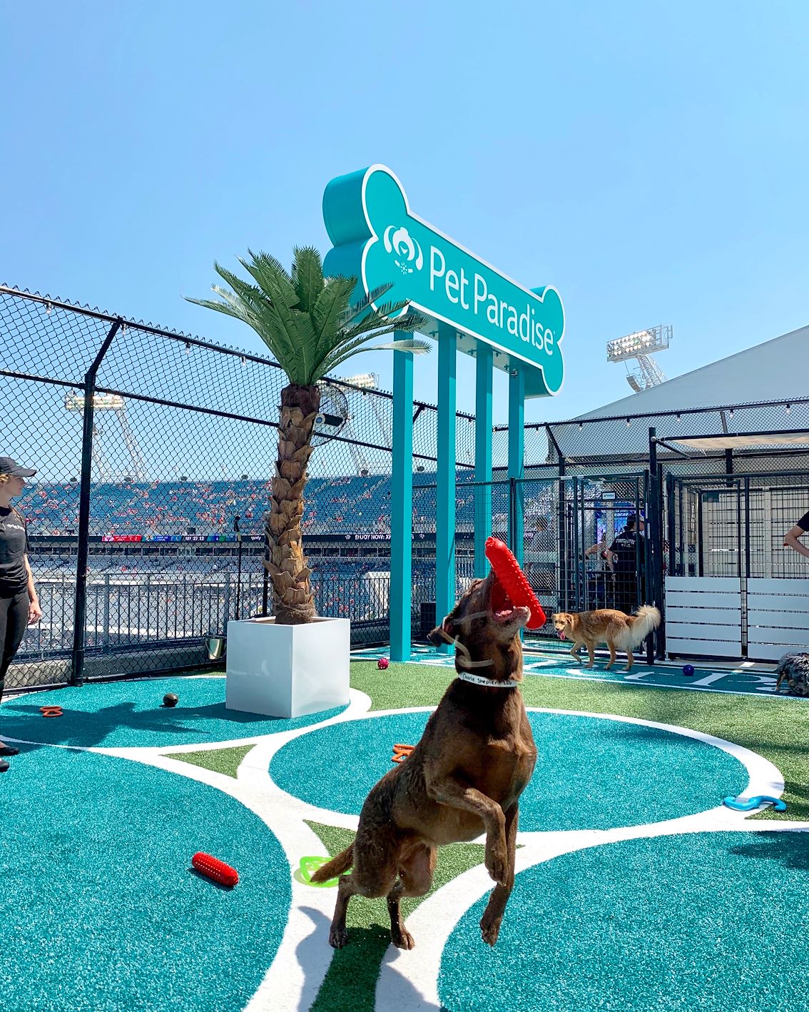Experience the NFL Jacksonville Jaguars Dog Park | Pet Paradise