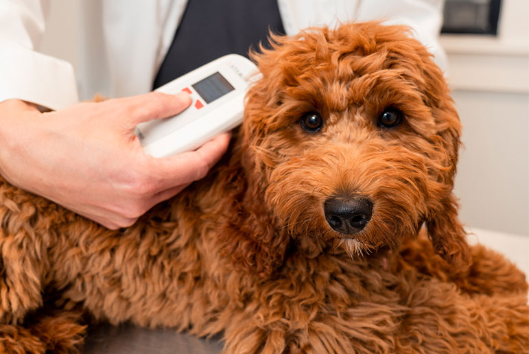 what does it mean if your dog is microchipped