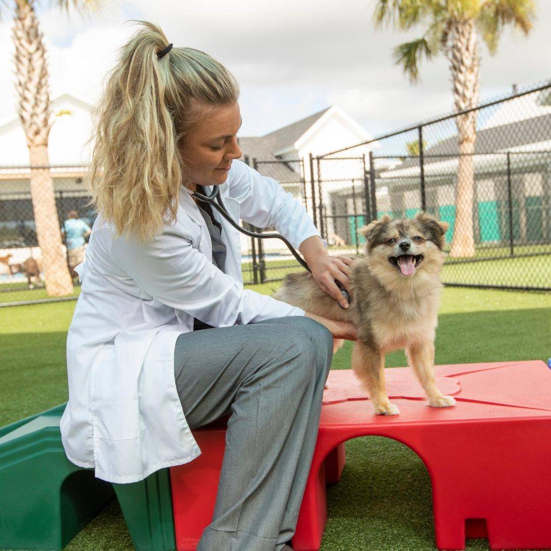 pet sitting georgetown