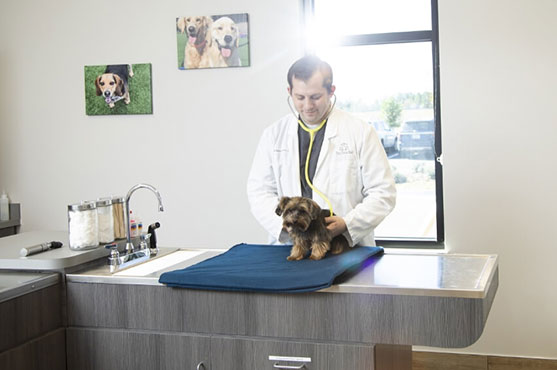 veterinarian newday veterinary care