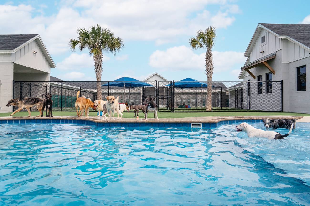 THE BEST 10 Pet Boarding near Louisville, TN - Last Updated November 2023 -  Yelp