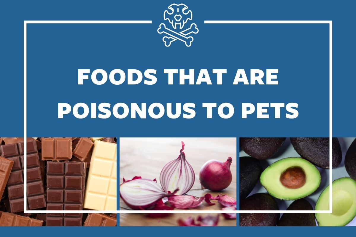 Foods That Are Poisonous To Pets