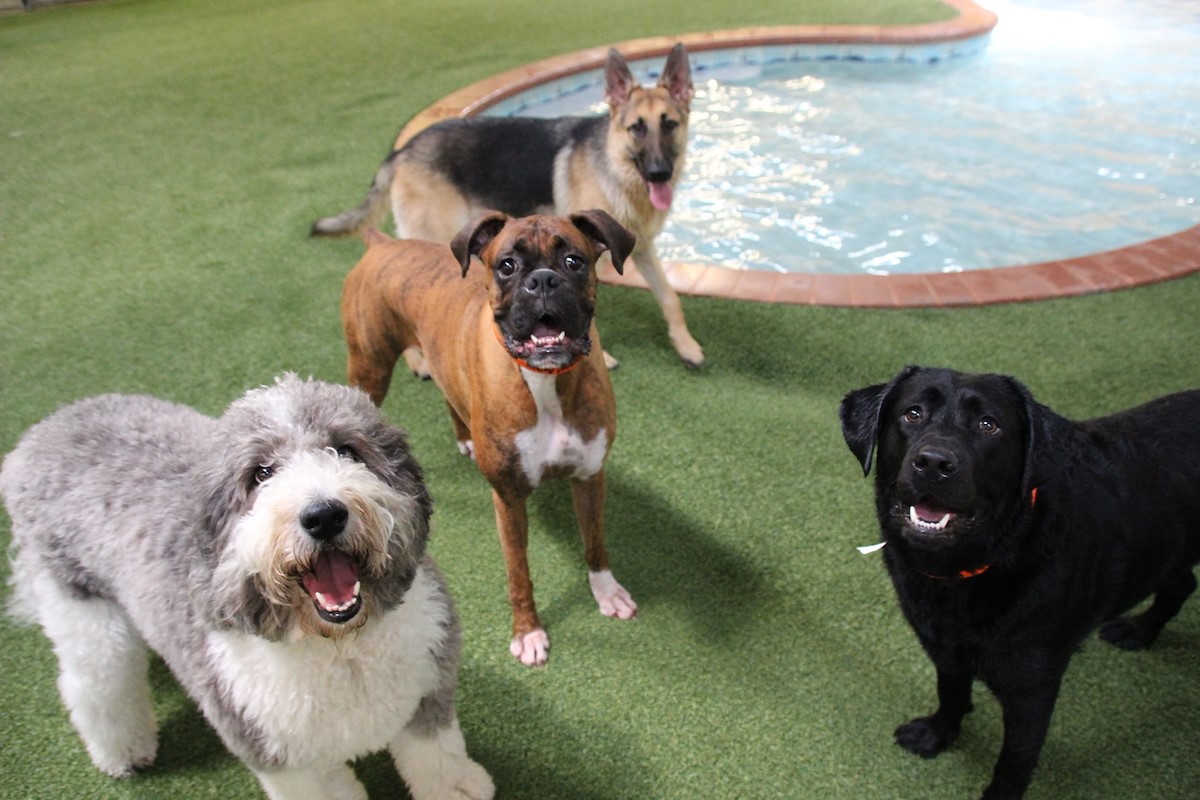 vip doggie daycare