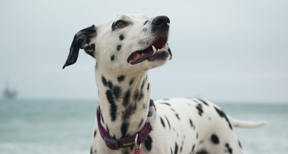 dalmatian dog in nature