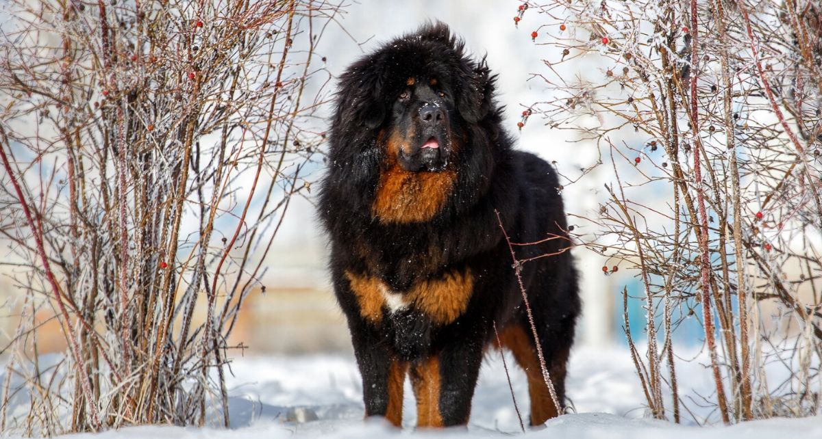Tibetan Mastiff dog in nature