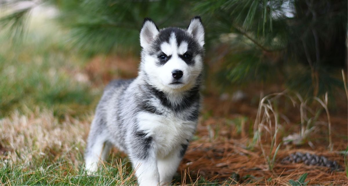 Siberian Husky puppy in nature