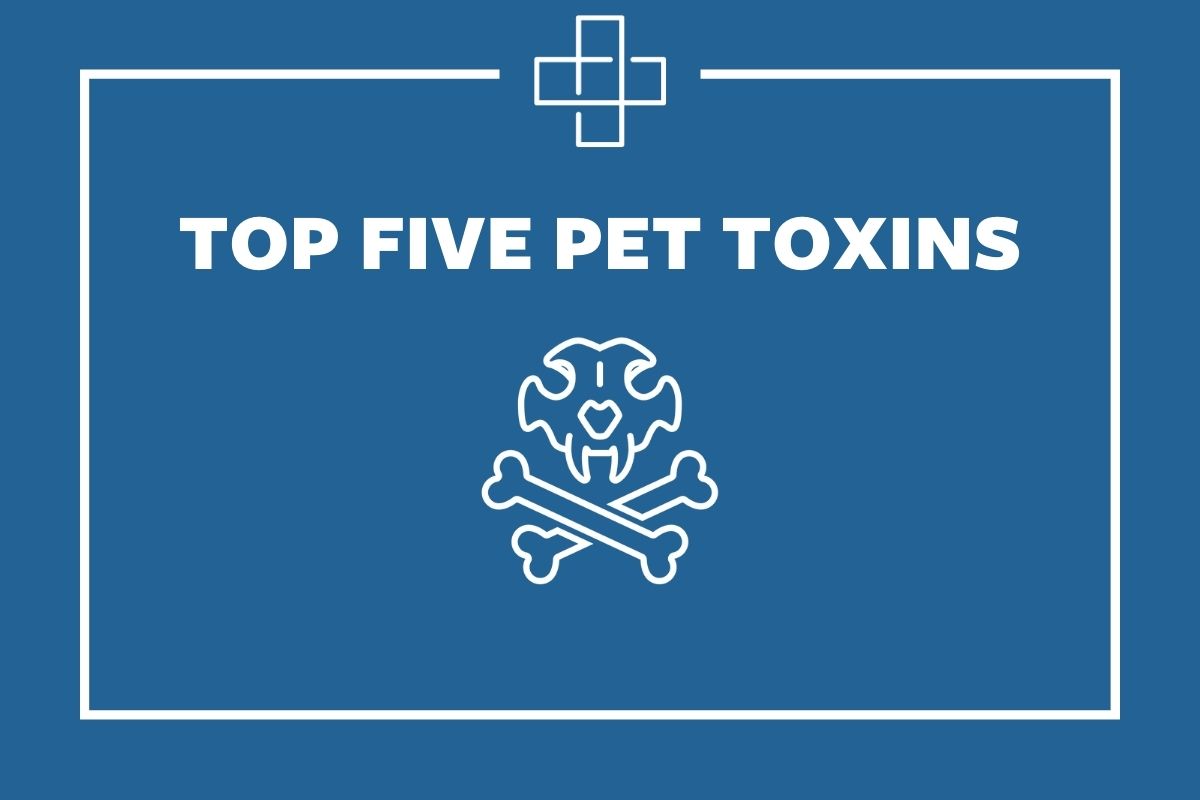Top 5 Pet Toxins