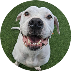 nearest veterinarian to my location