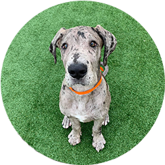 nearest vet to my current location