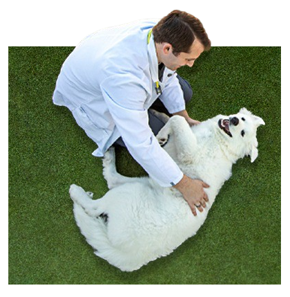 veterinarian services