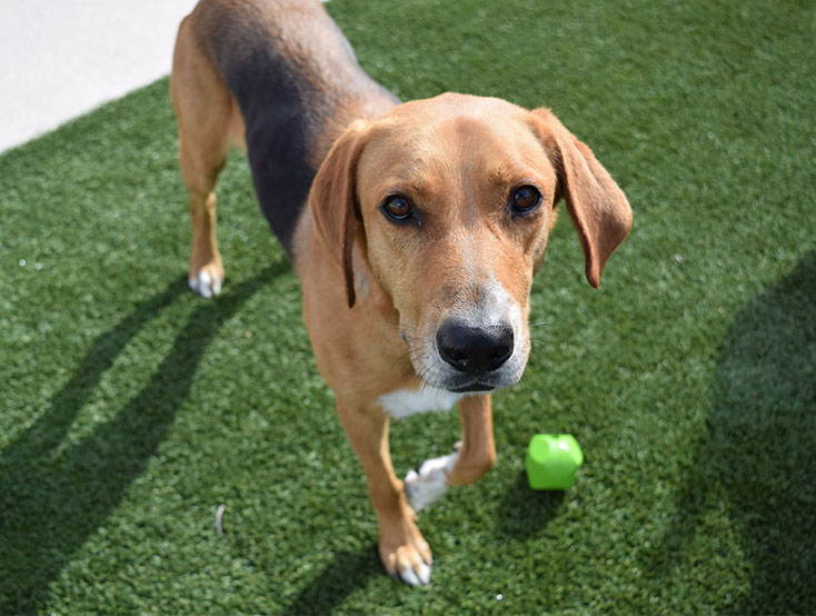 Winter Garden Pet Boarding and Day Camp Pet Paradise